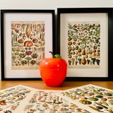 Lithograph engraving on fruits (apricot) from 1897