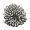 White coral from the 70s