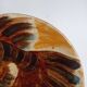 Dish decorated with fish Puigdemont 1960