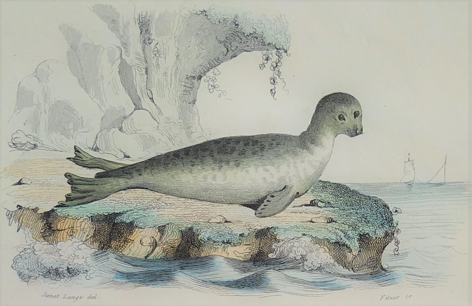 Original zoological board " seal & morse " - buffon 1840