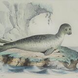 Original zoological board " seal & morse " - buffon 1840