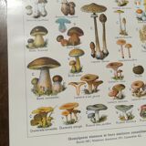 Lithograph on mushrooms from 1920