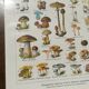Lithographie sur les champignons de 1920