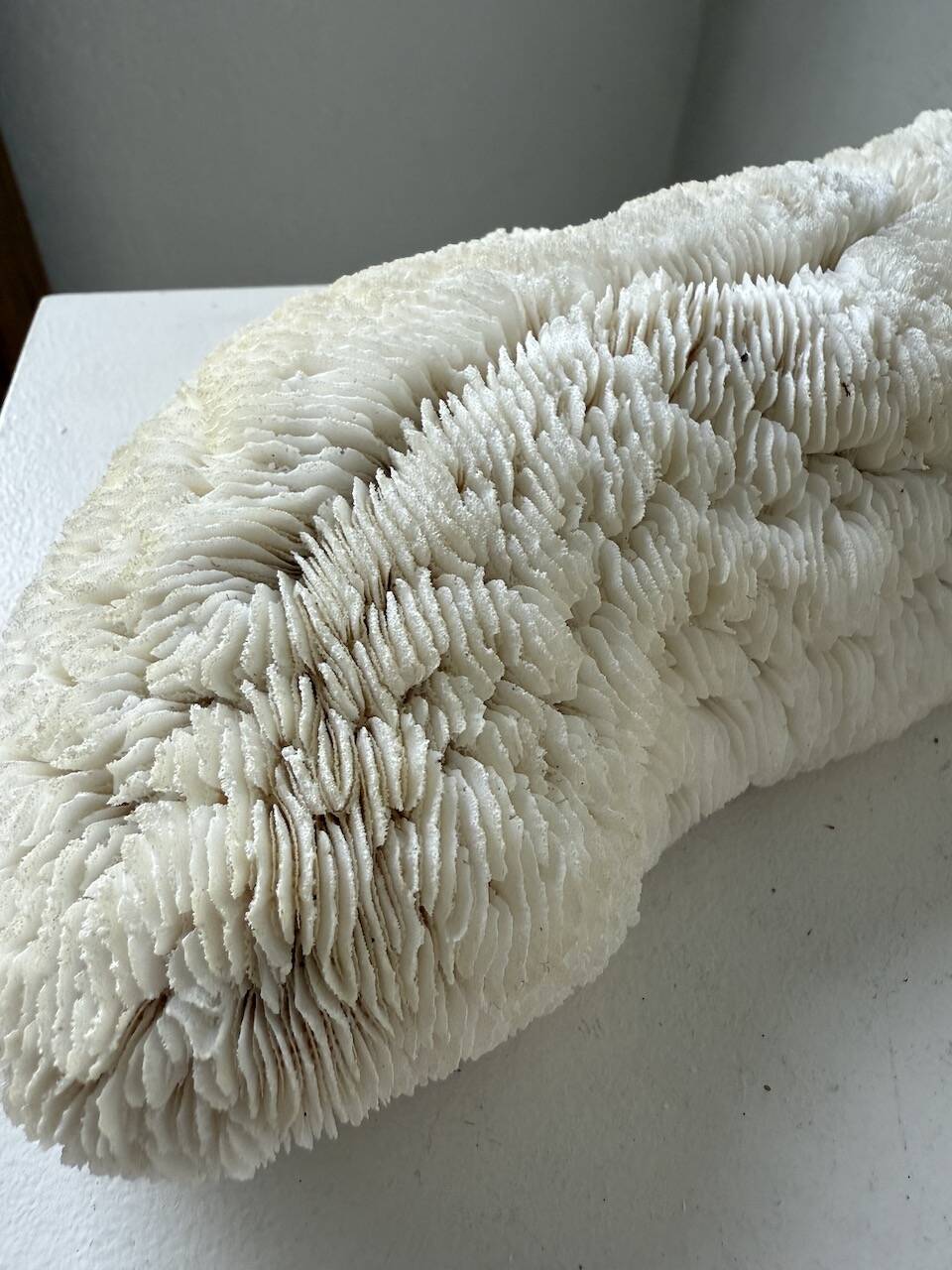 Pair of Fungia "shark cushion" corals