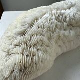 Pair of Fungia "shark cushion" corals