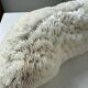 Paire de corail Fungia « coussin de requin »