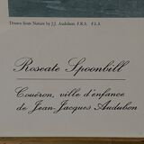 Engraving by J.-J. Audubon Editions of the Disaster XXth Roseate Spoonbill