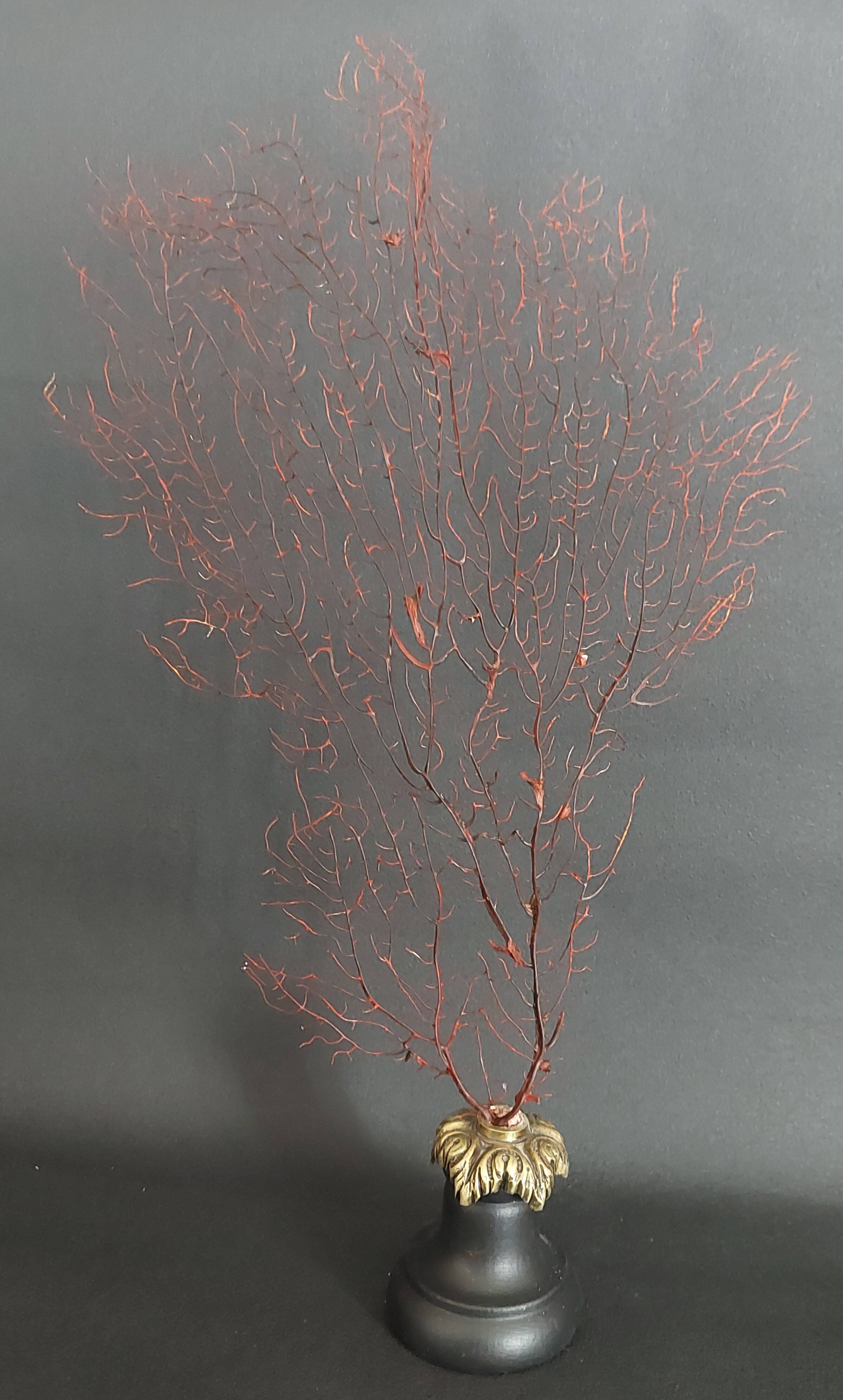 Cabinet de Curiosités gorgone rouge paramuricea clavata sur socle