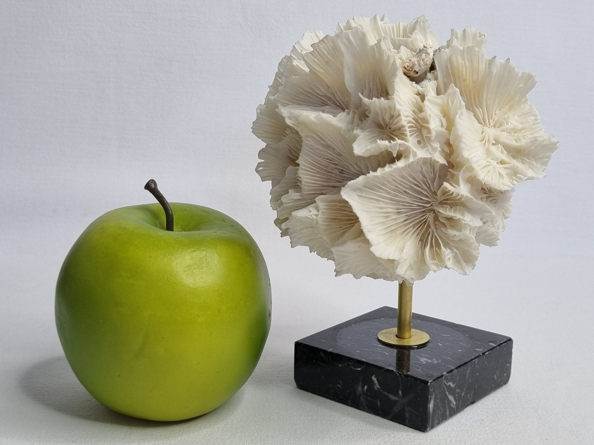 Old white coral on black veined marble base, 16 cm
