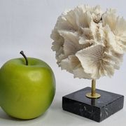 Old white coral on black veined marble base, 16 cm