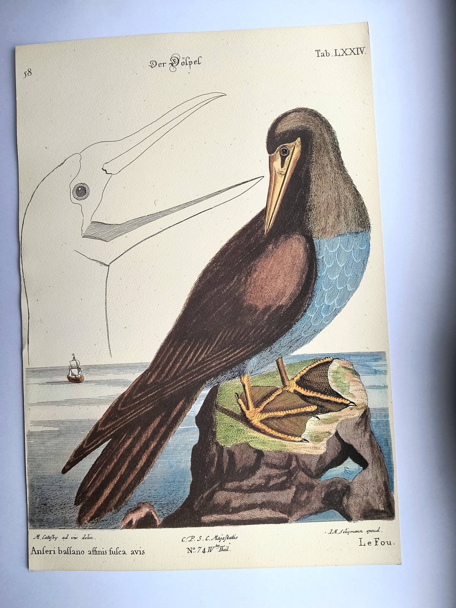 Antique bird engraving - The Fool - Zoological plate by Seligmann & Catesby