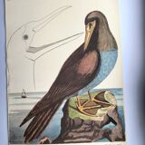 Antique bird engraving - The Fool - Zoological plate by Seligmann & Catesby