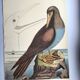 Antique bird engraving - The Fool - Zoological plate by Seligmann & Catesby
