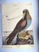 Antique bird engraving - The Fool - Zoological plate by Seligmann & Catesby