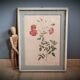 Authentic and ancient lithograph of Redouté representing a Bengal rose with bouquets (in a c