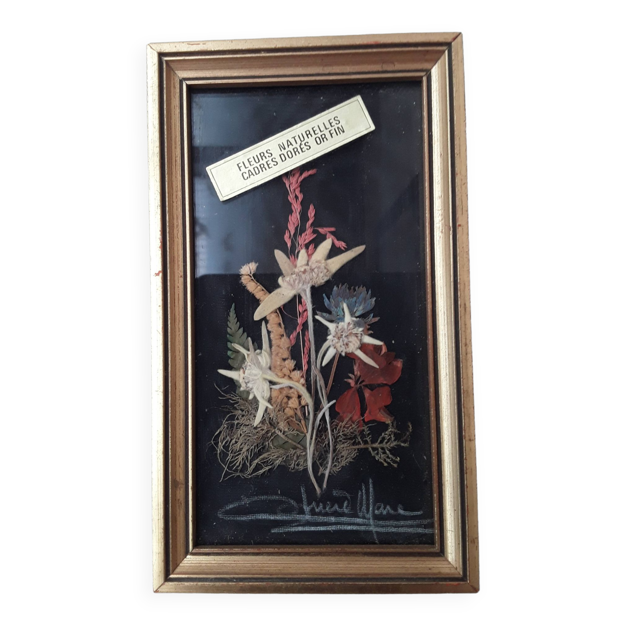 Herbarium frame under vintage glass