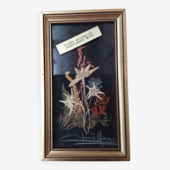 Herbarium frame under vintage glass