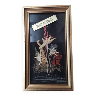 Herbarium frame under vintage glass