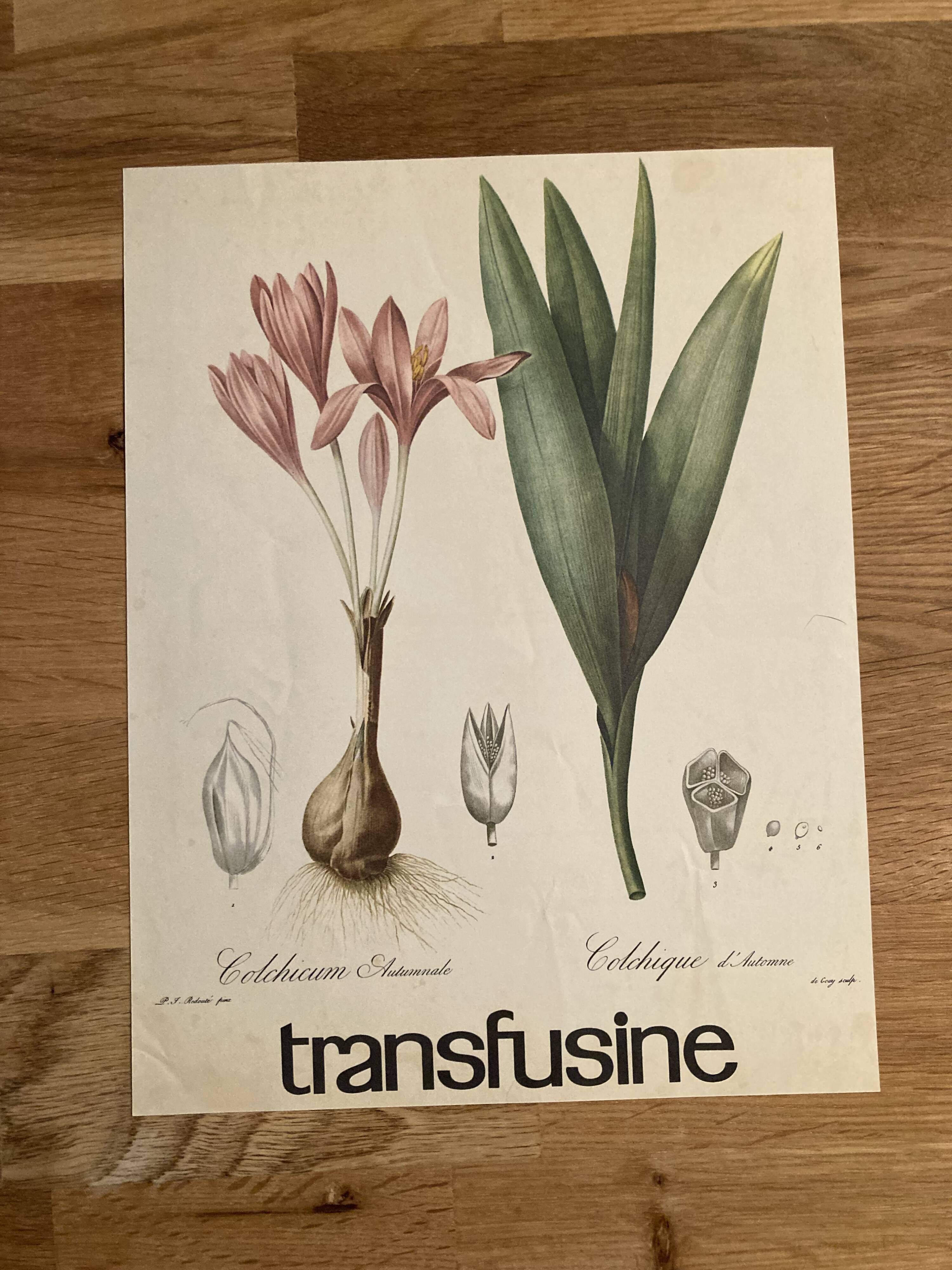 Affiche botanique Colchicum autumnale