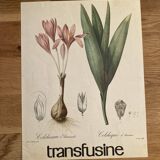 Affiche botanique Colchicum autumnale