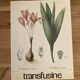 Affiche botanique Colchicum autumnale