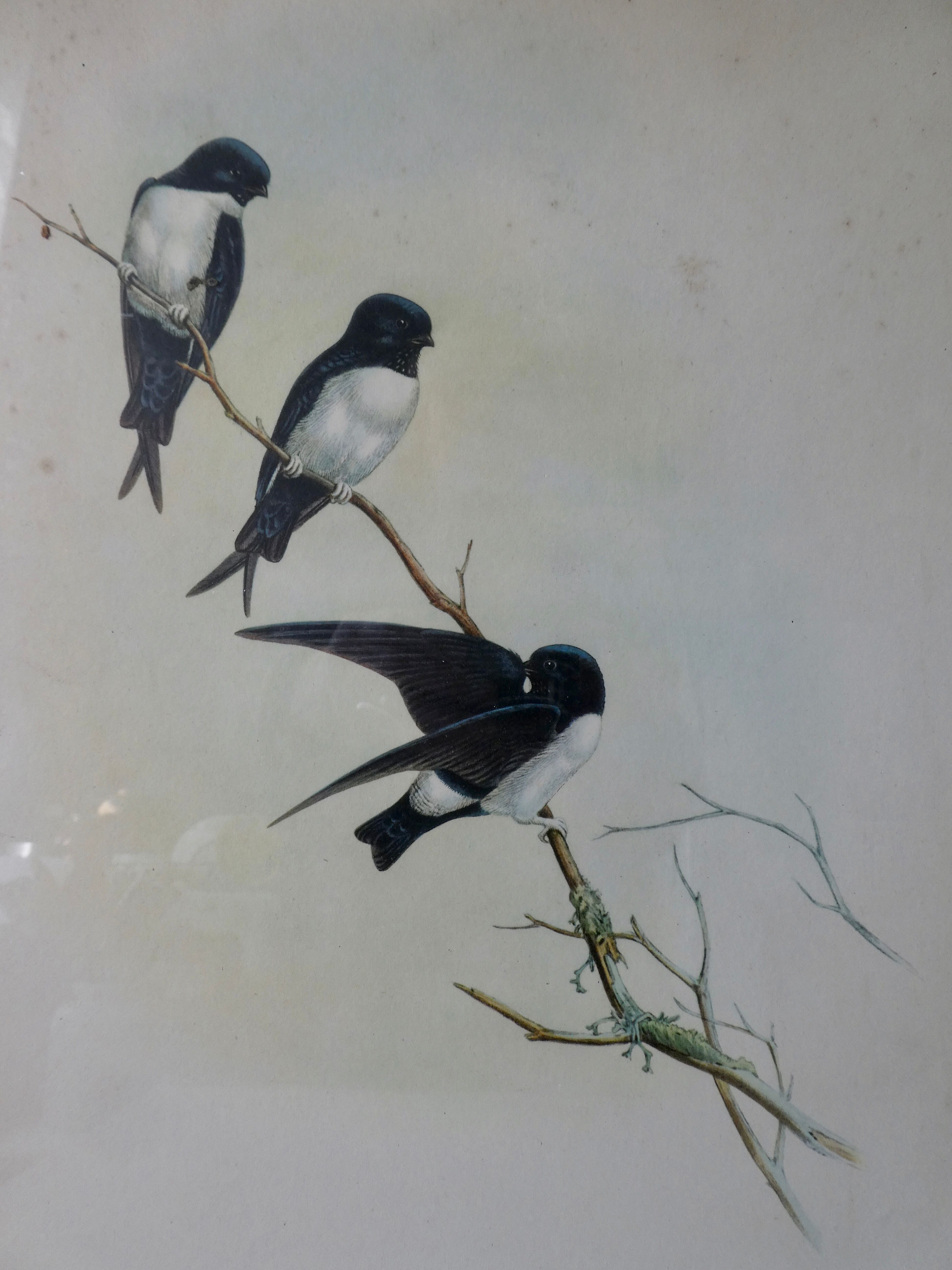 Pair of framed lithographs, birds