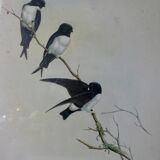 Pair of framed lithographs, birds