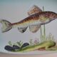 Paulette Quinson (1899-1984) Marseille Fish dish signed 55x26 cm