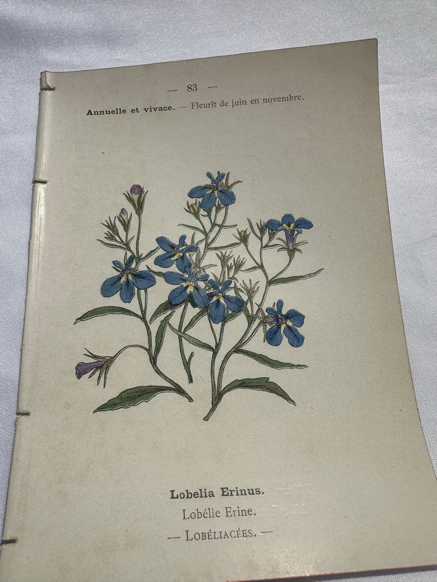 Botanical plate engraving flower 1800 double-sided coloured