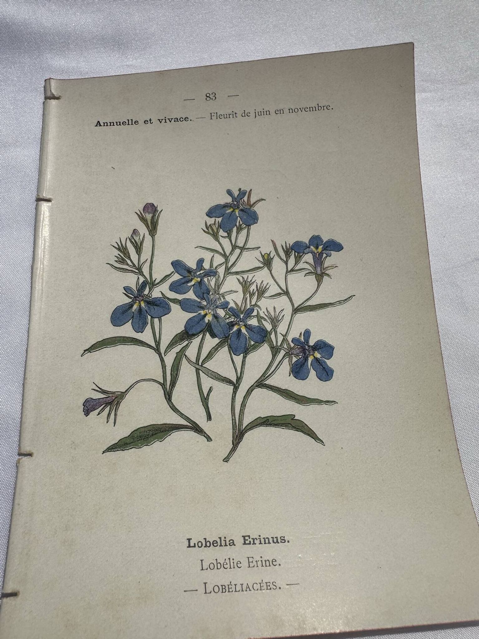 Planche botanique, gravure fleur double face, 1800