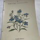 Botanical plate engraving flower 1800 double-sided coloured