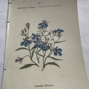 Planche botanique, gravure fleur double face, 1800