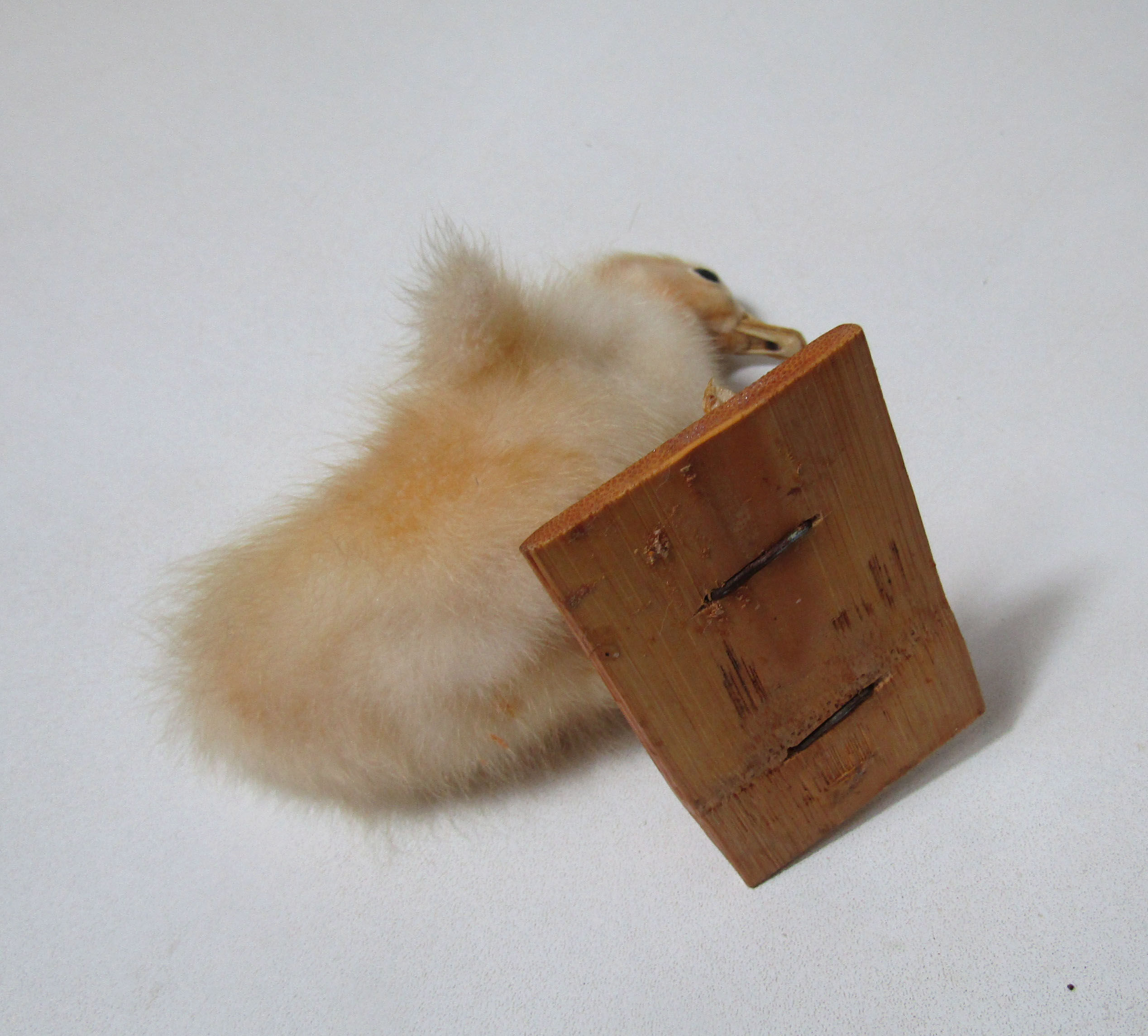Taxidermy duckling
