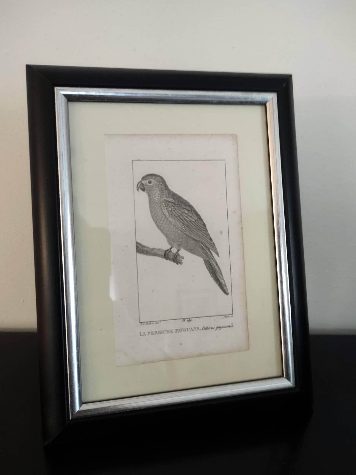 Small bird engraving from 1830 - La Parruche Pavouane - ornithological plate
