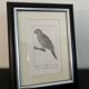 Small bird engraving from 1830 - La Parruche Pavouane - ornithological plate
