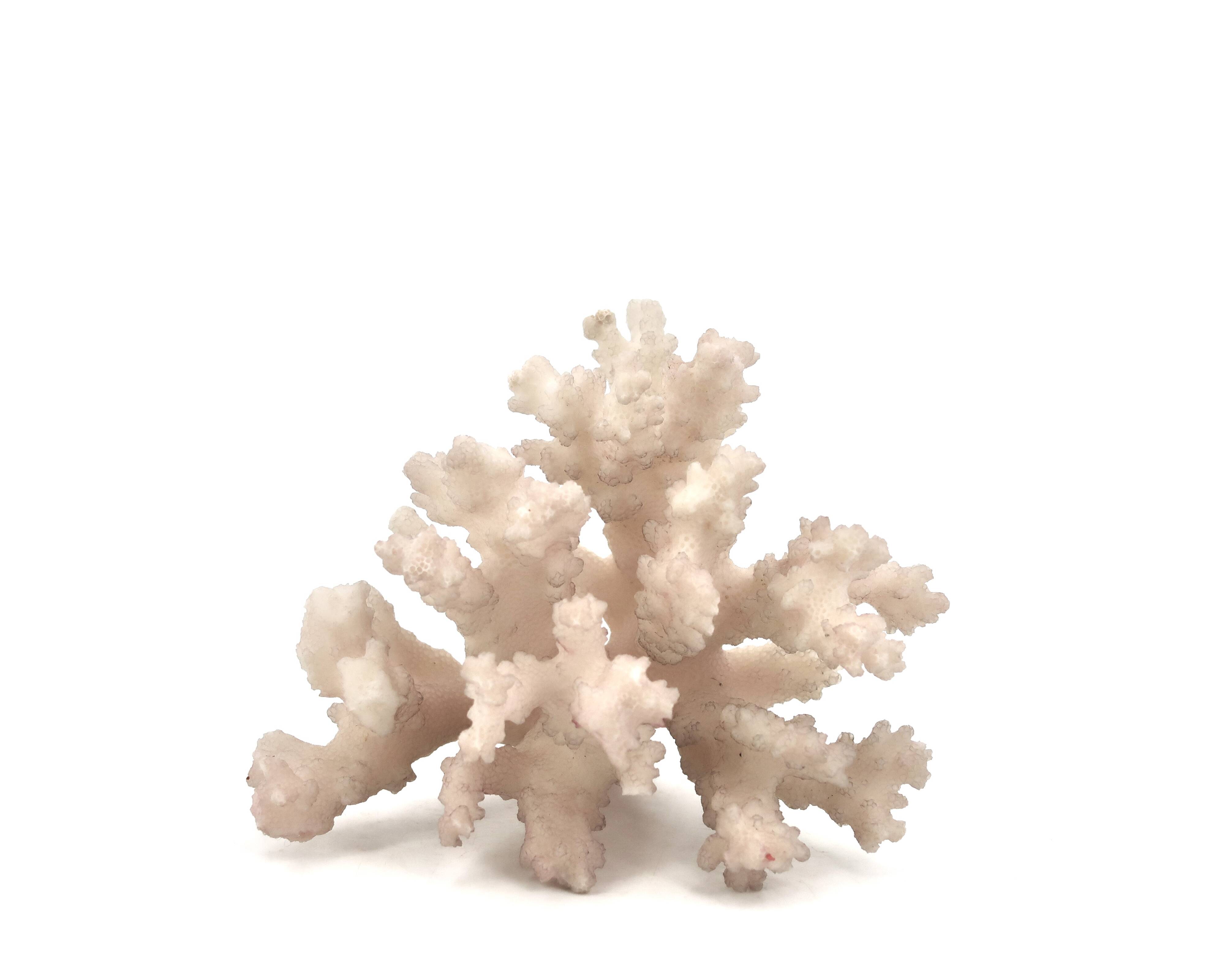 Natural vintage white coral branch, 1970s curiosity cabinet