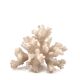 Natural vintage white coral branch, 1970s curiosity cabinet