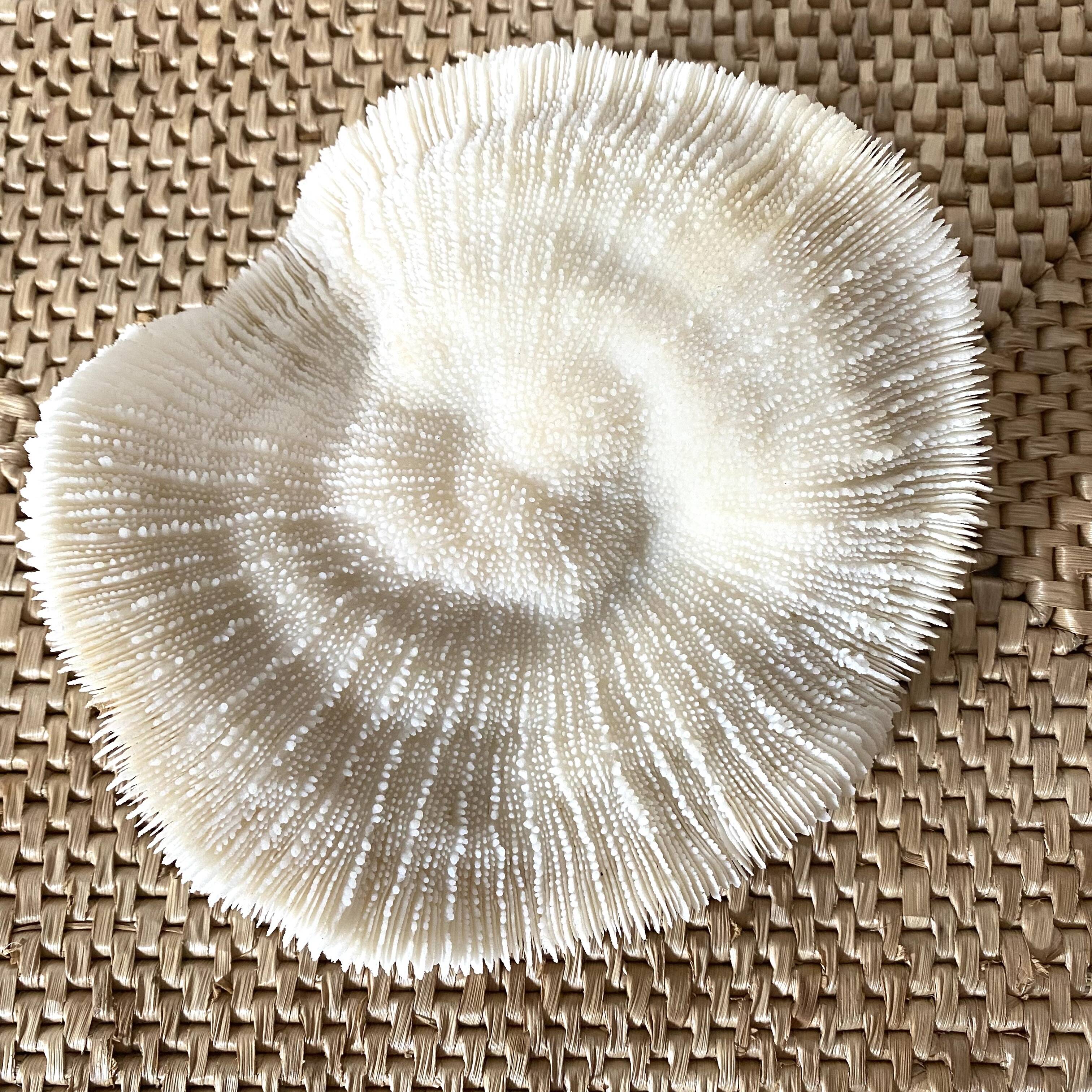 White Coral Fungia 70s
