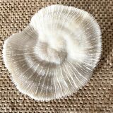 White Coral Fungia 70s