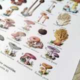 Mushroom poster, based on a 1920 lithograph