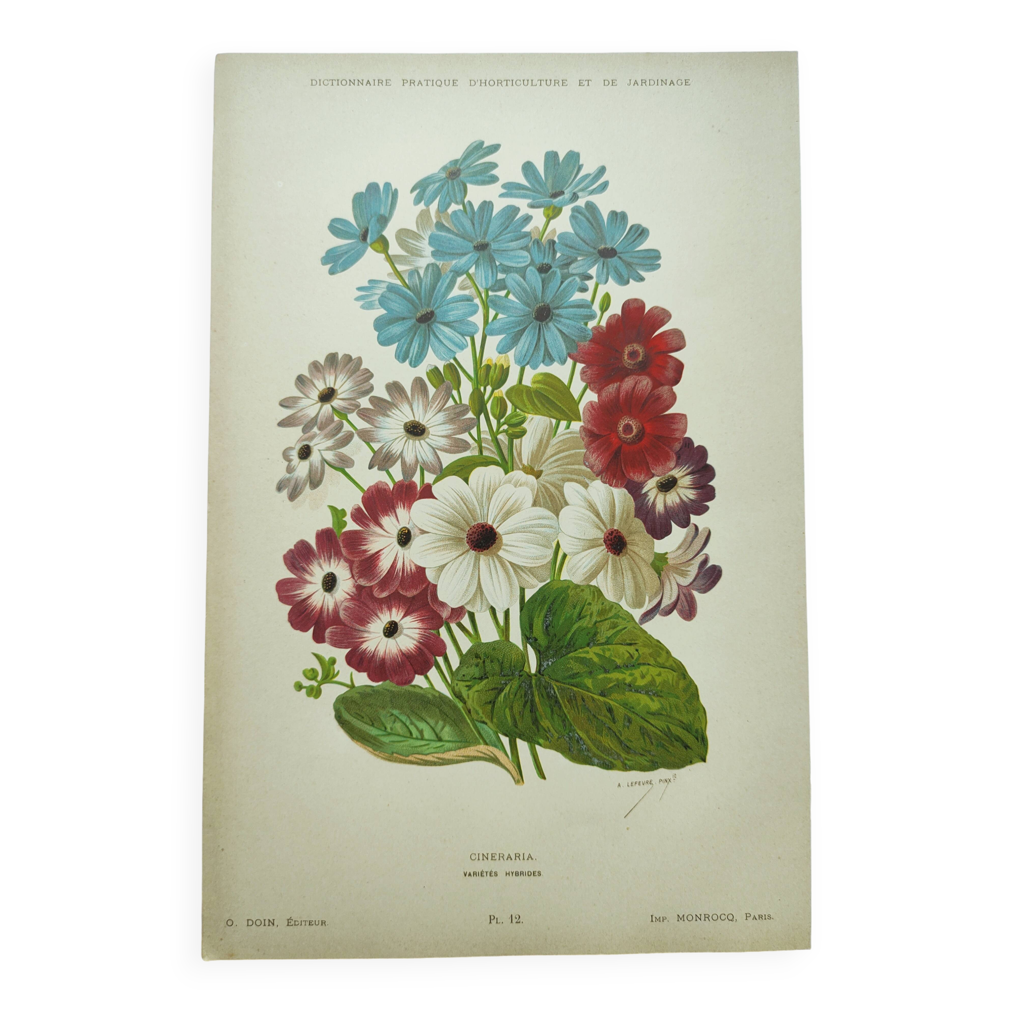 Gravure botanique de 1897 - Cinéraire - Planche originale . Lithographie ancienne de fleur A.Lefevre