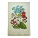 Gravure botanique de 1897 - Cinéraire - Planche originale . Lithographie ancienne de fleur A.Lefevre