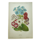 Gravure botanique de 1897 - Cinéraire - Planche originale . Lithographie ancienne de fleur A.Lefevre