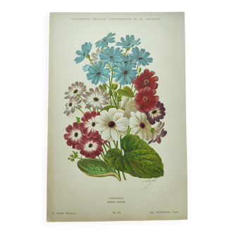Botanical engraving from 1897 - Cineraria - Original plate. Old lithograph of flower A.Lefevre