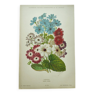 Botanical engraving from 1897 - Cineraria - Original plate. Old lithograph of flower A.Lefevre