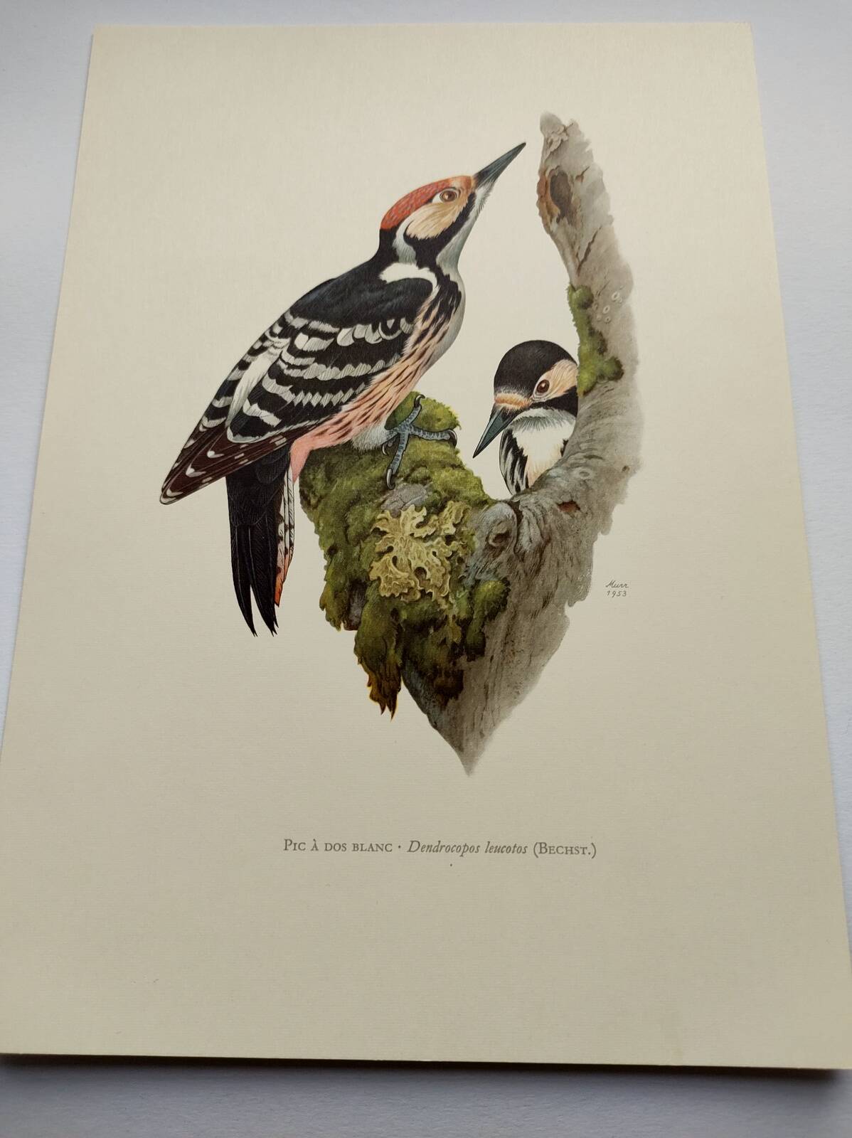 Bird board 60s - White-backed Woodpecker - Vintage zoological and ornithological illustration