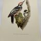 Bird board 60s - White-backed Woodpecker - Vintage zoological and ornithological illustration