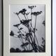 Rosine NUSIMOVICI, Untitled (Umbelliferae), c 1980. Black and white silver print