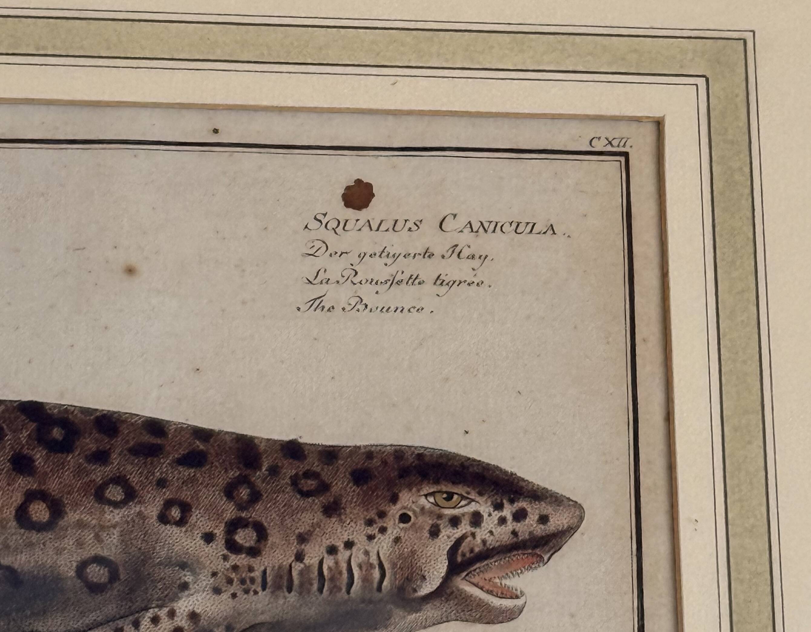 Old engraving fish – Ludwig Schmidt (19th century)