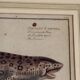 Gravure ancienne poisson – Ludwig Schmidt (XIXᵉ siècle)